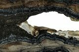 Mammoth Molar Slice With Case - South Carolina #349986-2